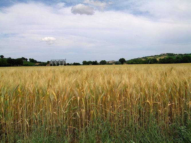 Import/export cerealicolo in Italia nei primi tre mesi del 2009